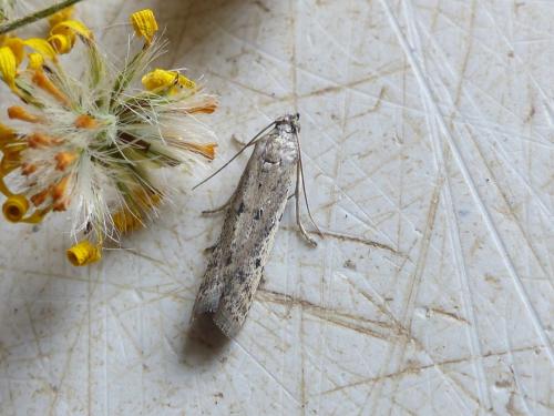 Réf. 210 336 : Phycitodes maritima